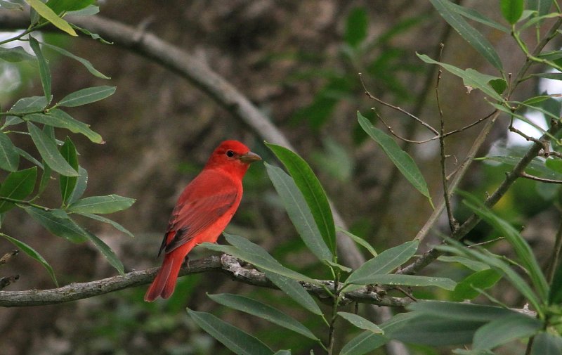 IMG_6923red.JPG