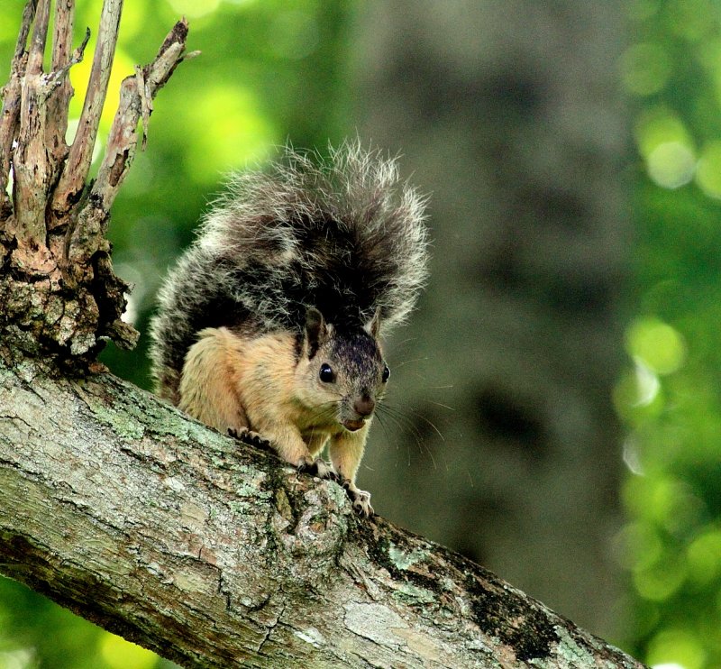 Squirrel in Omar Park