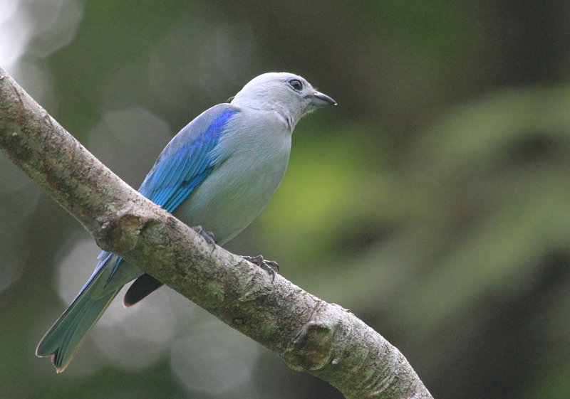 Blue-Grey Tanager