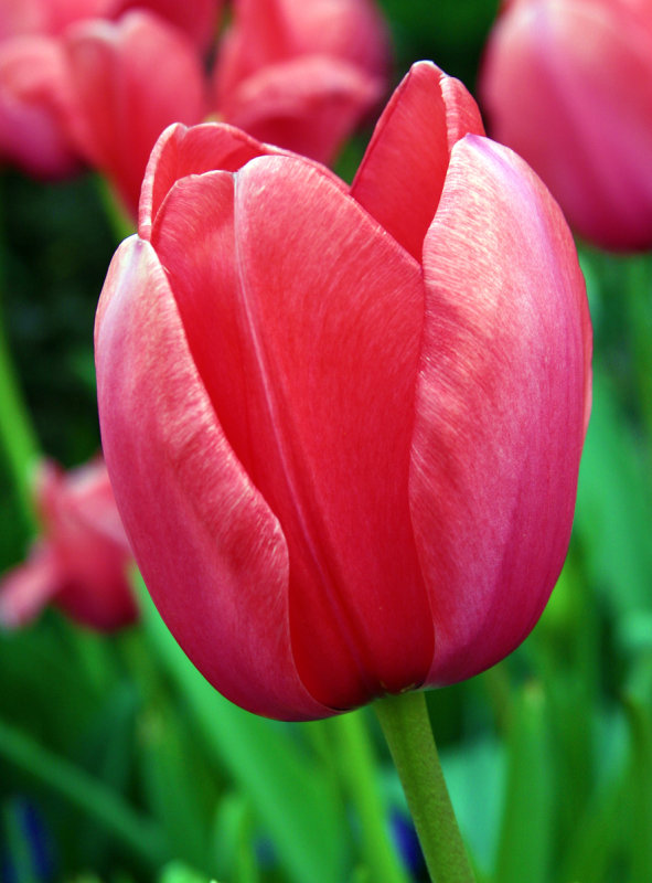 IMG_9570tulip.jpg