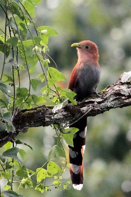 IMG_7397squirrelcuckoo copy.JPG
