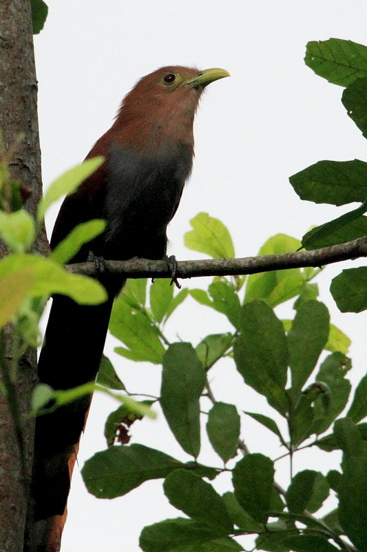 IMG_7665cuckoo.JPG