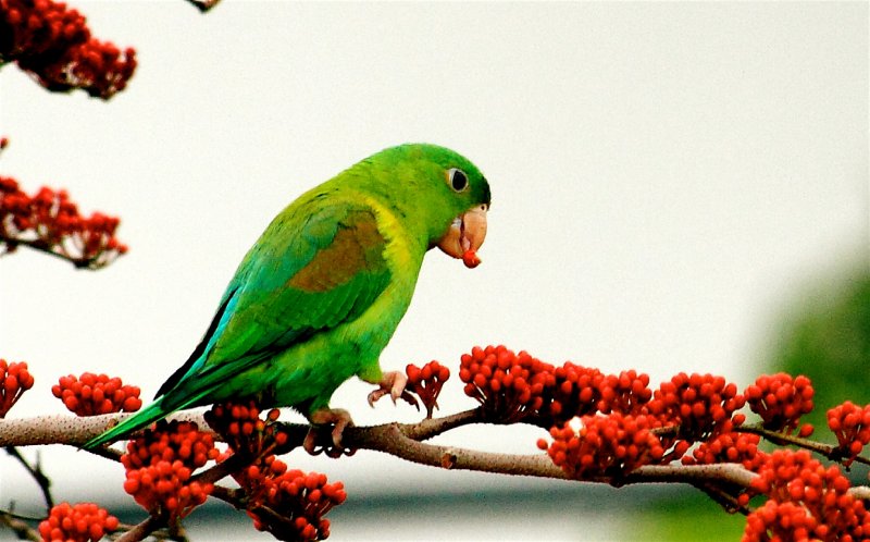 Orange-chinned Parakeet