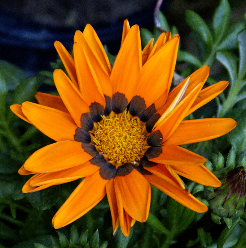 IMG_2088flower.jpg