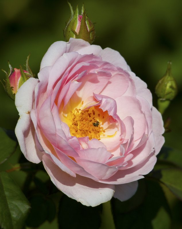 Rosedal Garden