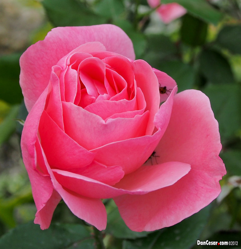 Rose in Midtown