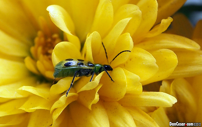 Cucumber Beatle