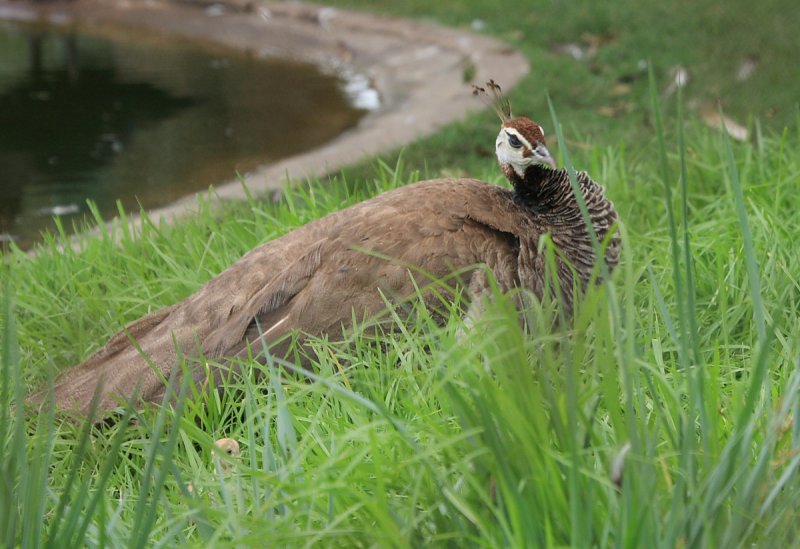 IMG_9970zoos.JPG