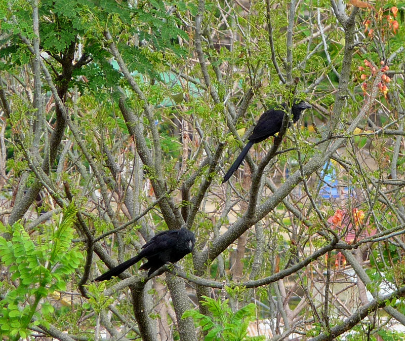 Groove-billed Anis