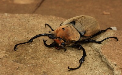  Rhinoceros Beetle