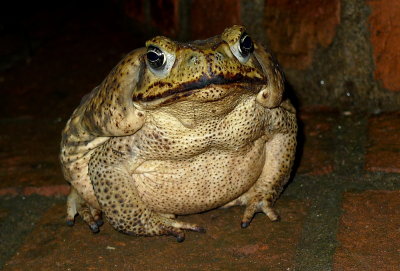 Toads In Nicaragua