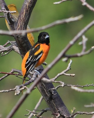 Baltimore Oriole, Icterus galbula