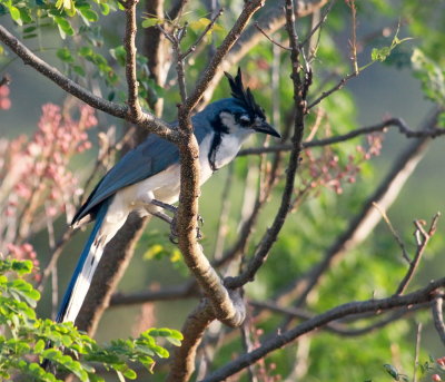 White -Throated Magpie-Jay