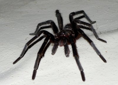 Spiders In Nicaragua