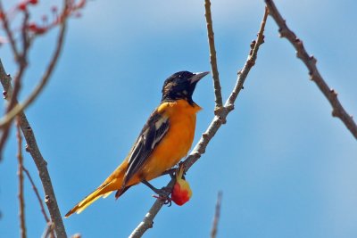 Baltimore Oriole, Icterus galbula