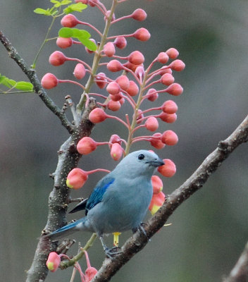 Blue-grey Tanager in Nicaragua