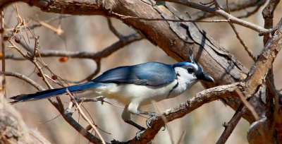 White-throated Magpie-Jay, Calocitta formosa