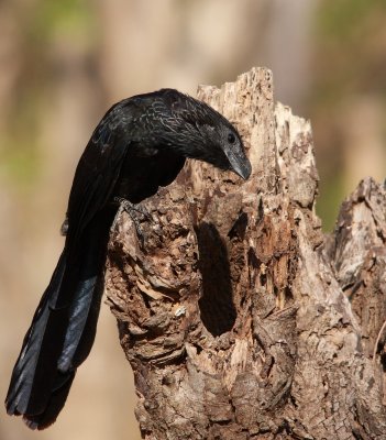 Groove-billed Ani, Crotophaga sulcirostris