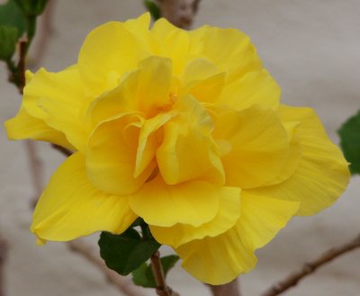 Double Hibiscus