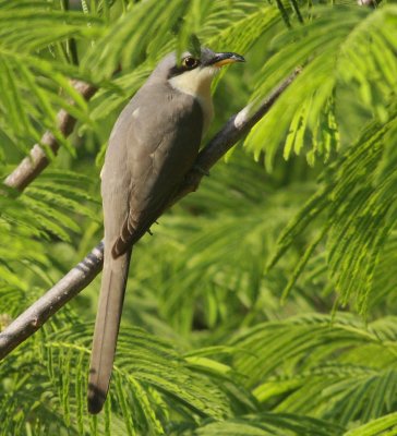Mangrove cuckoo (Coccyzus minor)