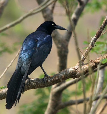 Great-tailed Grackle, ''Quiscalus mexicanus''