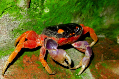 Halloween Crabs, Gecarcinus quadratus, In Nicaragua