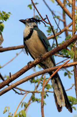 White-throated Magpie-Jay, Calocitta formosa