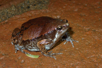 P1080178toad.jpg