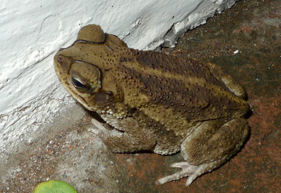 P1080314toad.jpg