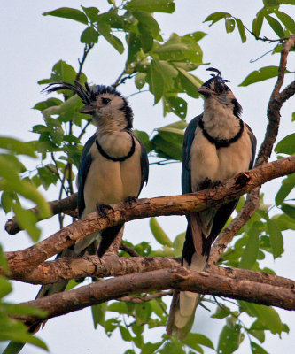 White -Throated Magpie-Jays