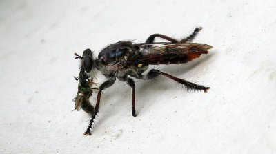  Robberfly (Asilidae)