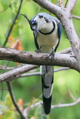 White -Throated Magpie-Jay