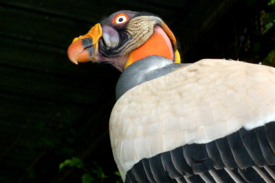 Birds In Panama