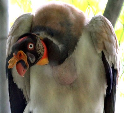 King Vulture