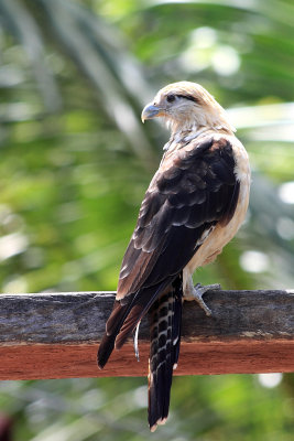 IMG_2192Hawk copy.JPG
