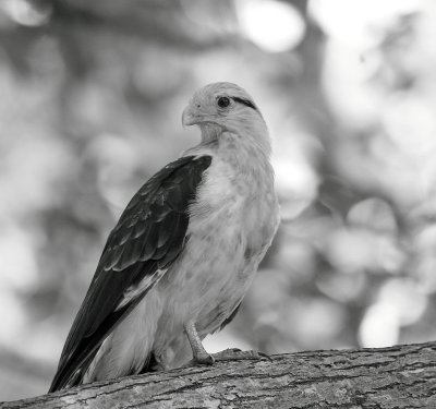 Yellow-headed Caracara (Milvago chimachima)