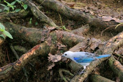 Blue-grey Tanager