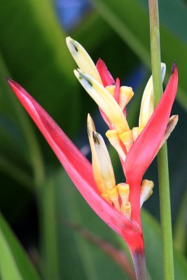  Heliconia