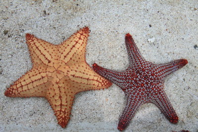 Starfish (Phylum Echinodermata)