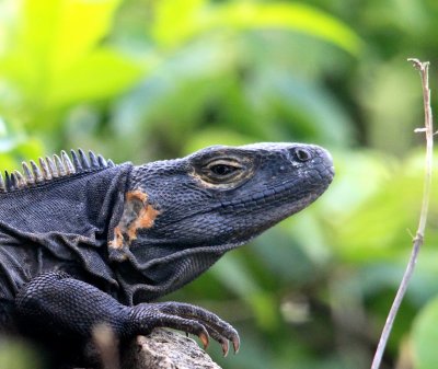 Iguanas In Panama
