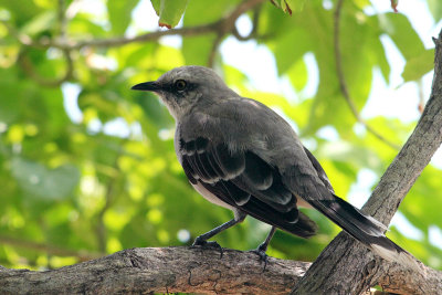 Tropical Mockingbird (Sinsonte Tropical)