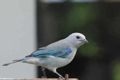 Blue-grey Tanager