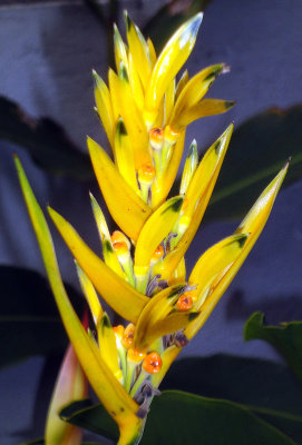 DSC01525flower.jpg