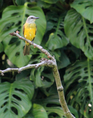 Tropical Kingbird in Omar Park