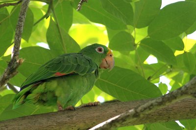 Yellow-crowned Amazon Parrot (Amazona ochrocephala)