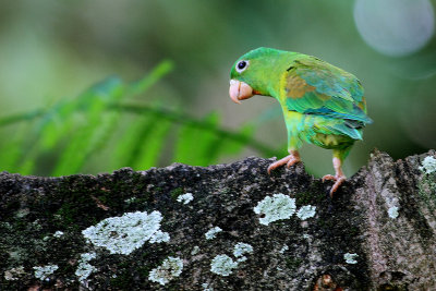 IMG_1658parakeetb.jpg