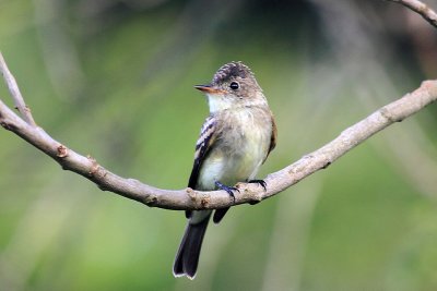 IMG_2001easternwoodpewee.JPG