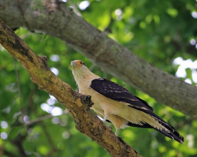 IMG_2290CARA5.jpg