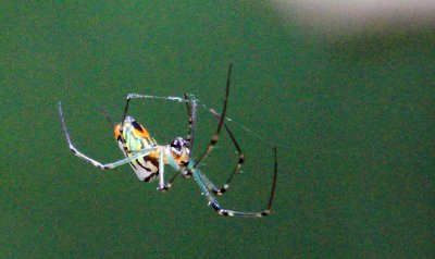 IMG_1057spider.JPG