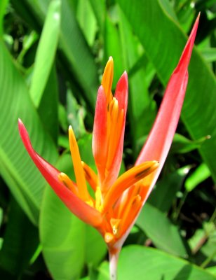 IMG_0061flowerh.JPG